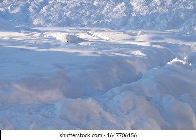 Arctic Fox In Winter Pelage Walking In The Snow