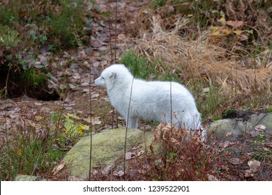 Arctic Fox In Winter Pelage Without Snow.