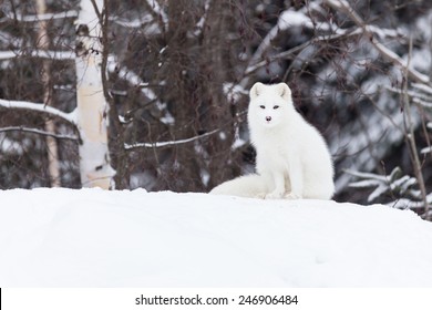 Arctic Fox In A Winter Scene