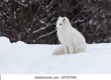 Arctic Fox In A Winter Scene