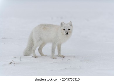 Arctic Fox In Winter Time In Siberian Tundra