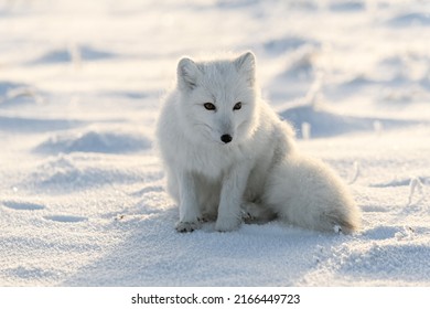 Arctic Fox In Winter Time In Siberian Tundra