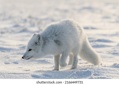 Arctic Fox In Winter Time In Siberian Tundra