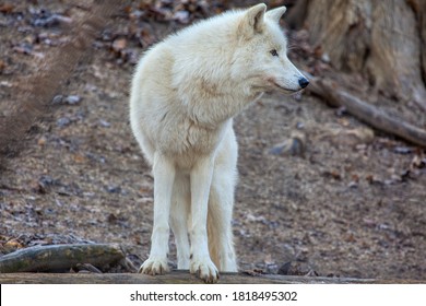 Arctic Gray Wolf Wild Terrestrial Mammal . Canid Family