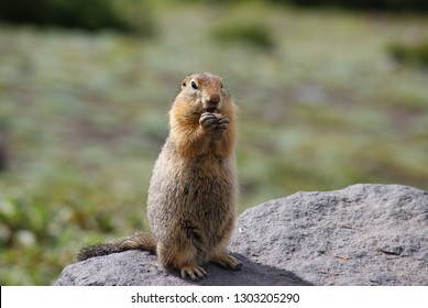 An Arctic Ground Squirrel