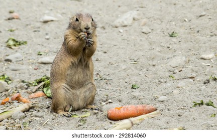 Arctic Ground Squirrel