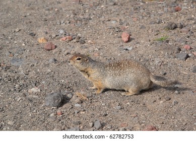 Arctic Ground Squirrel