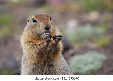 1,162 Arctic ground squirrel Images, Stock Photos & Vectors | Shutterstock