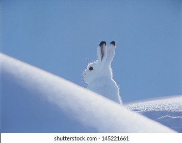 Arctic Hare