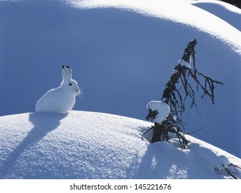 Arctic Hare