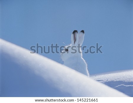 Arctic hare