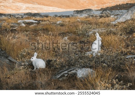 Arctic hare alongside Arctic Circle Trail, Greenland