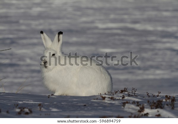 Arctic Hare Lepus Arcticus Snow Showing の写真素材 今すぐ編集 596894759