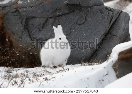Arctic hare sitting by a rock while being altert to a fox in the area just outside of Churchill, Manitoba
