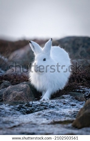 Arctic hare stands amongst rocks on tundra