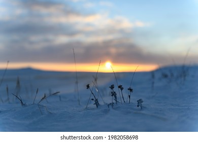 Arctic Landscape In Winter Time. Grass With Ice And Snow In Tundra. Sunset.