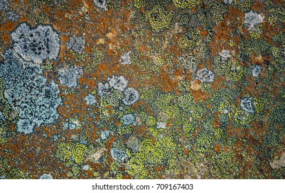 Arctic lichens. Rock surface with lichen and moss texture. Nature colors abstract background. - Shutterstock ID 709167403