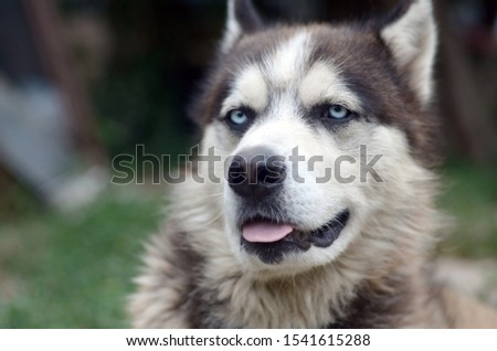 Arctic Malamute with blue eyes muzzle portrait close up. This is a fairly large dog native type