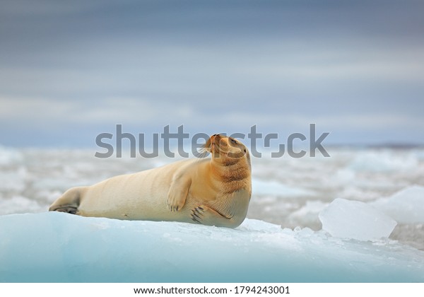 Arctic marine wildlife. Cute seal in the Arctic\
snowy habitat. Bearded seal on blue and white ice in arctic\
Svalbard, with lift up fin. Wildlife scene in the nature.\
Icebreaker with seal.