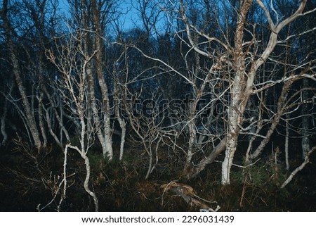 arctic norway, birch forest during polar night, hard light from on camera flash