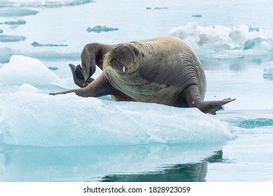 Arctic Norway, Svalbard, Spitsbergen. A Young Walrus Struggling To Remain On Its Bergy Bit Of Ice.