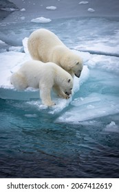 Arctic Ocean - 11 2020: Two Polar Bears On A Block Of Ice