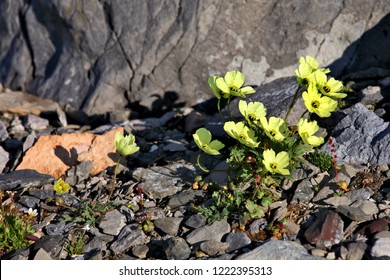 Arctic Poppy (Papaver Radicatum)
