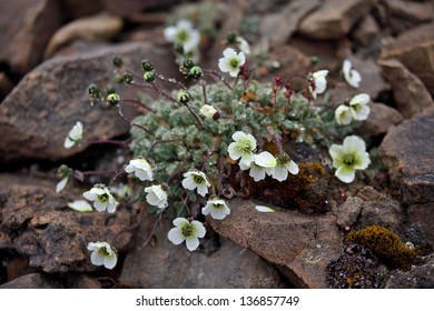 Arctic Poppy (Papaver Radicatum) 