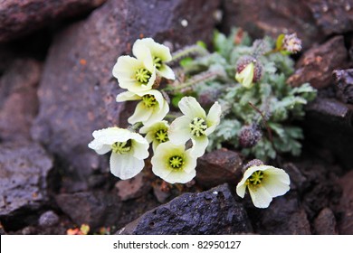 Arctic Poppy (Papaver Radicatum)