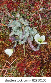 Arctic Poppy (Papaver Radicatum)