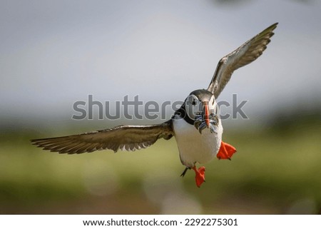 an arctic puffin flying back to the nest with fish