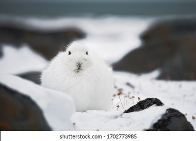 Arctic Rabbit Churchill Manitoba Canada