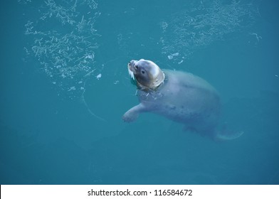 Arctic Seal