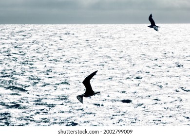 Arctic Skua (Stercorarius Parasiticus) Attacks Kittiwake (Rissa Tridactyla) (kleptoparasitism) Over The Arctic Ocean. A Cold Tin Ocean In The Rays Of The Sun. Franz Josef Land