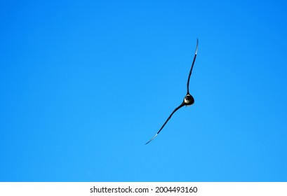 Arctic Skua (Stercorarius Parasiticus) Attacks Kittiwake (Rissa Tridactyla) (kleptoparasitism). Franz Josef Land