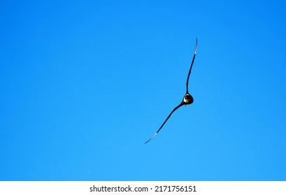 Arctic Skua (Stercorarius Parasiticus) Attacks Kittiwake (Rissa Tridactyla) (kleptoparasitism). Franz Josef Land