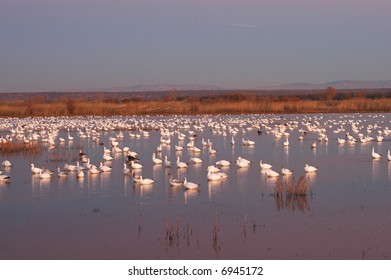 Arctic Snow Geese Begin The Nightly Fly In To Roost On The Water.