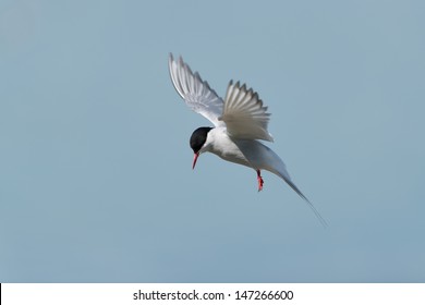 Arctic Tern