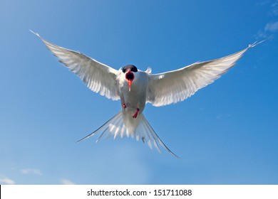 Arctic Tern