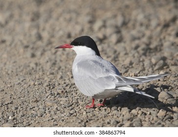 Arctic Tern