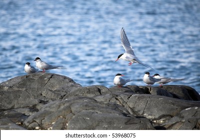 Arctic Tern