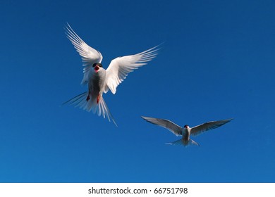 Arctic Tern