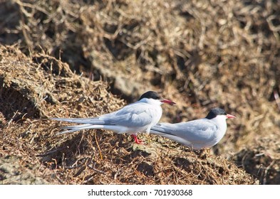 Arctic tern