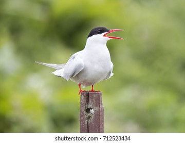 Arctic Tern