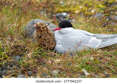 Arctic Tern And The Baby Are On The Ground With Green Grass With Rocks On Their Sides, In The Summer Is A Breeding Season. With A Careful Attitude At All Times And Looking Sideways.