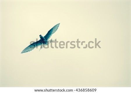 Arctic tern bird flying.