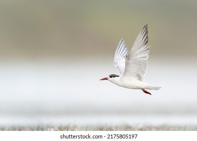 Arctic Tern, Arctic Birds, Terns, Seabirds, HD Wallpaper