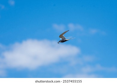 Arctic Tern in the blue sky - Powered by Shutterstock