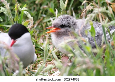 Arctic Tern Chick Seabird Great Migratory Scotland