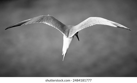 Arctic tern close up flying                               